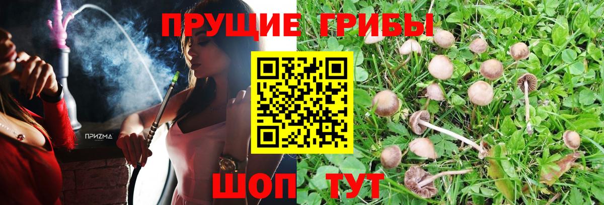 Псилоцибиновые грибы Psilocybe Черногорск